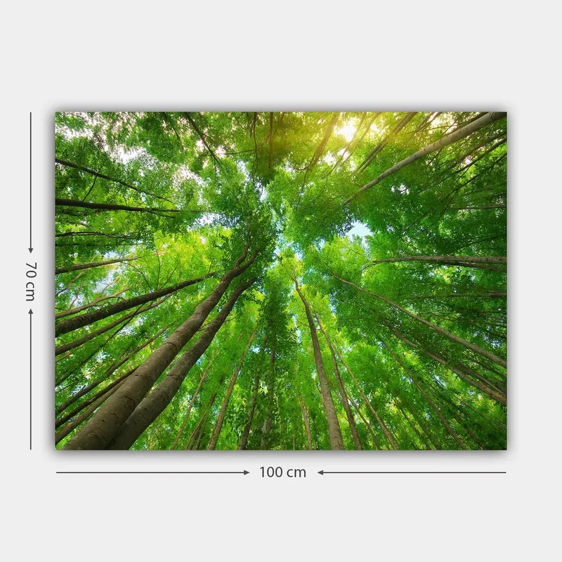 Canvastavla 70x100 cm - Vy av höga träd sedd från marken, som sträcker sig mot en klar himmel - Grön / Brun - Inredning - Tavlor & posters - Canvastavla