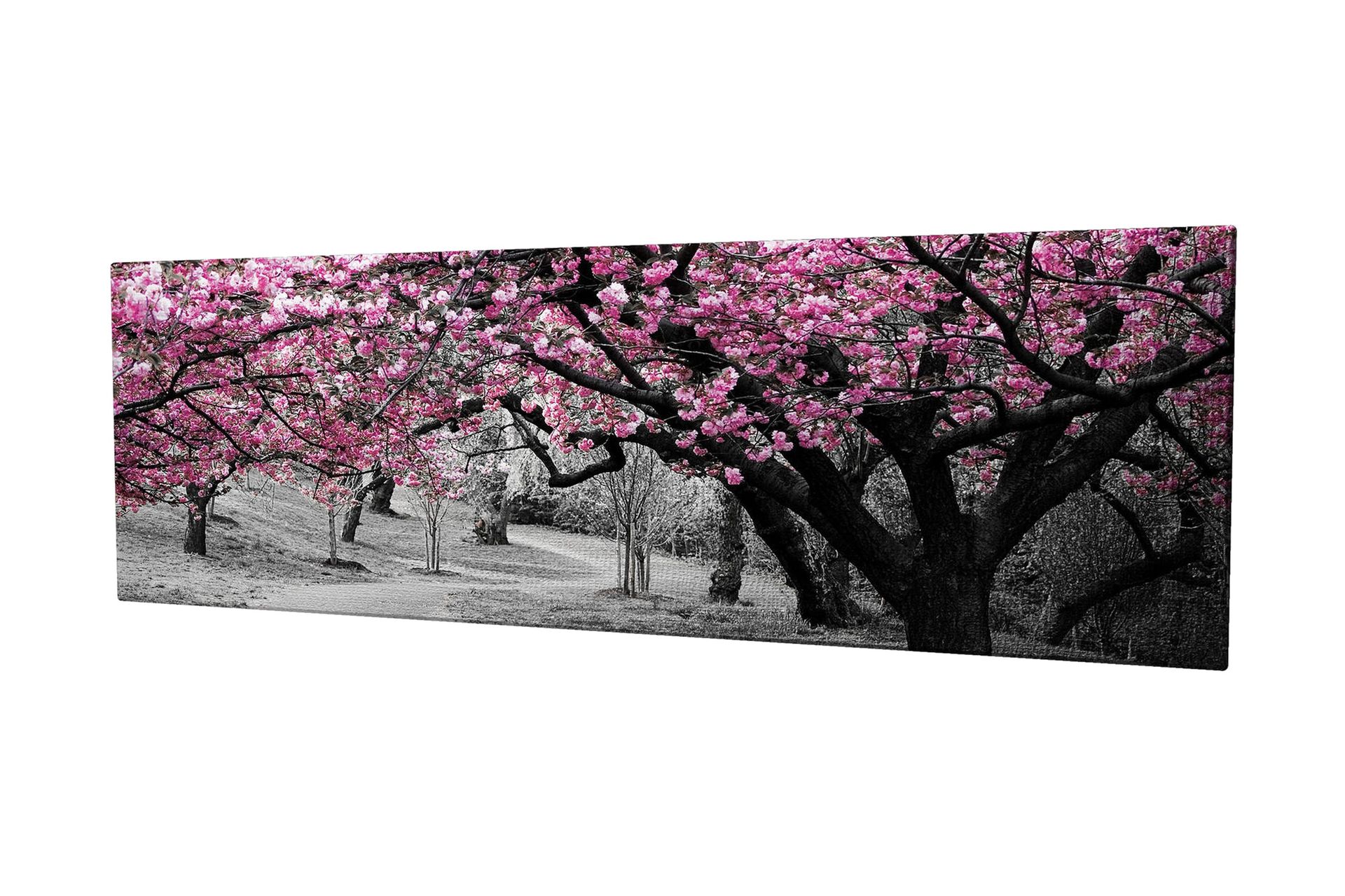 Canvastavla 80x30 cm - Blommande körsbärsträd i svartvitt landskap - Rosa / Svart