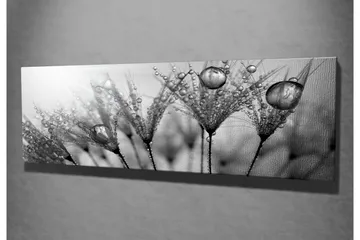 Canvastavla 80x30 cm - Svartvit bild av vattendroppar på fjädrar - Svart / Vitt / Grått - Inredning - Tavlor & posters - Canvastavla