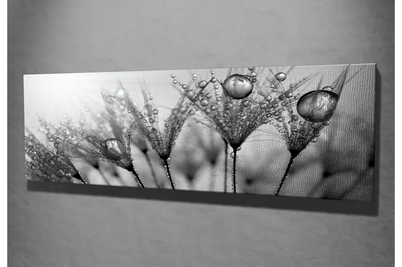 Canvastavla 80x30 cm - Svartvit bild av vattendroppar på fjädrar - Svart / Vitt / Grått - Inredning - Tavlor & posters - Canvastavla