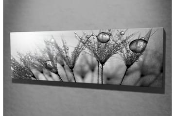 Canvastavla 80x30 cm - Svartvit bild av vattendroppar på fjädrar - Svart / Vitt / Grått - Inredning - Tavlor & posters - Canvastavla