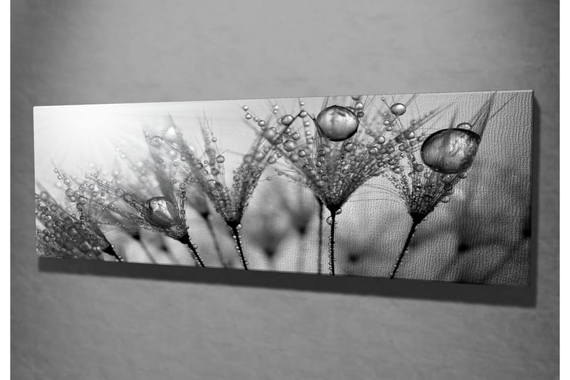 Canvastavla 80x30 cm - Svartvit bild av vattendroppar på fjädrar - Svart / Vitt / Grått - Inredning - Tavlor & posters - Canvastavla