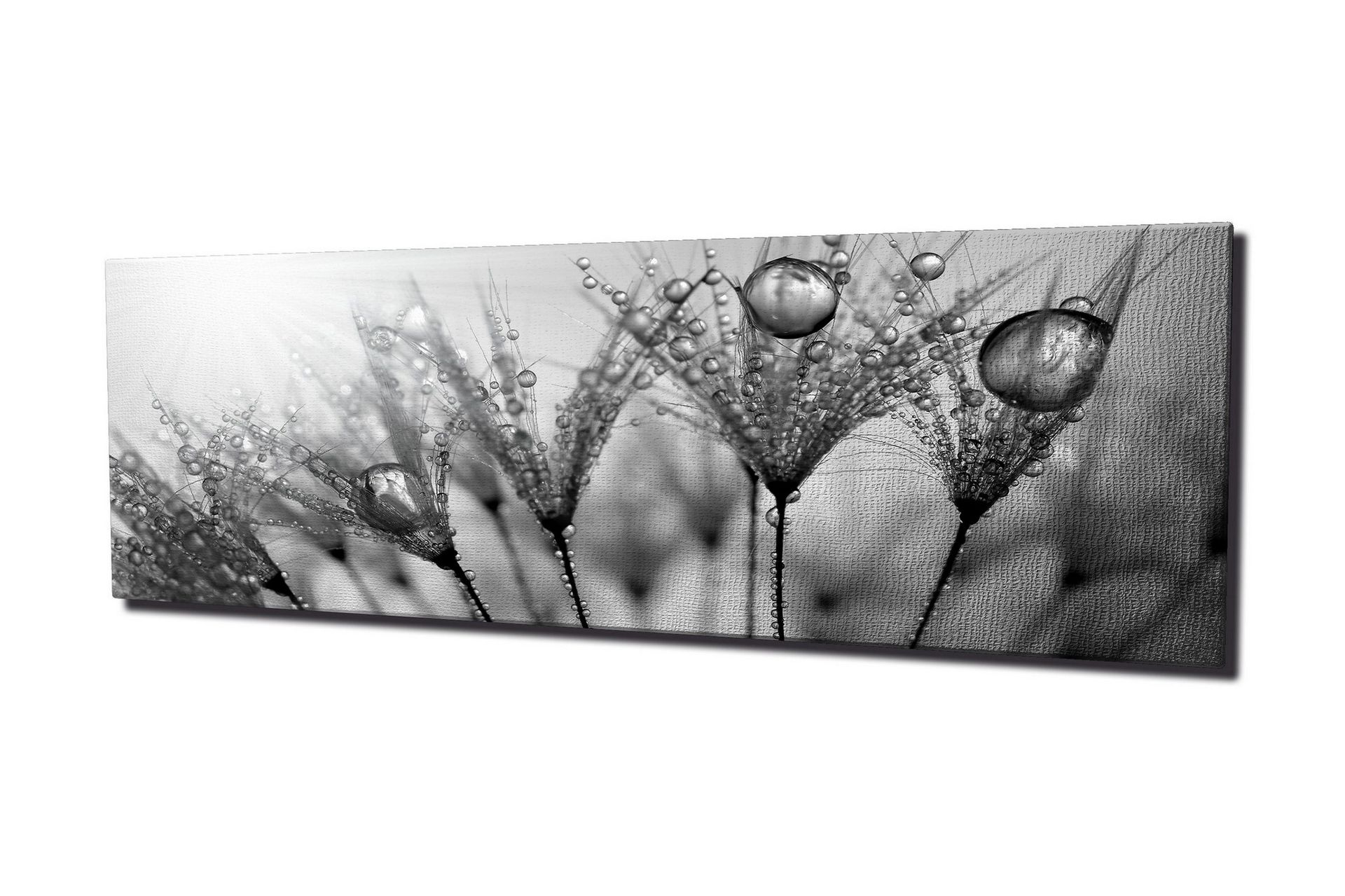 Canvastavla 80x30 cm - Svartvit bild av vattendroppar på fjädrar - Svart / Vitt / Grått