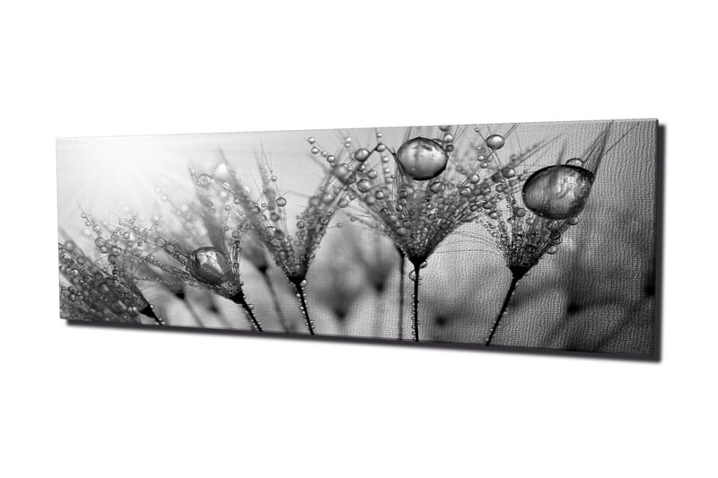 Canvastavla 80x30 cm - Svartvit bild av vattendroppar på fjädrar - Svart / Vitt / Grått - Inredning - Tavlor & posters - Canvastavla