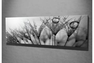 Canvastavla 80x30 cm - Svartvit bild av vattendroppar på fjädrar - Svart / Vitt / Grått - Inredning - Tavlor & posters - Canvastavla