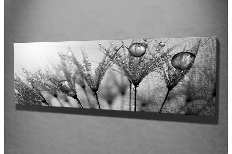 Canvastavla 80x30 cm - Svartvit bild av vattendroppar på fjädrar - Svart / Vitt / Grått - Inredning - Tavlor & posters - Canvastavla