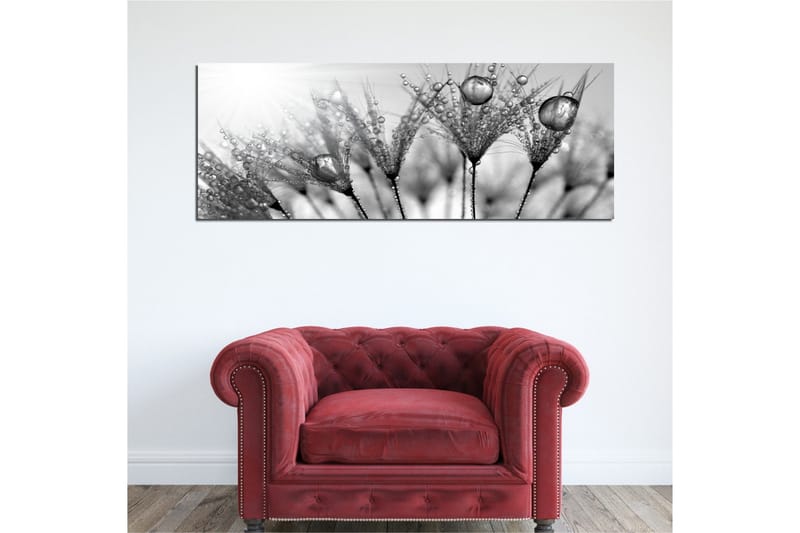 Canvastavla 80x30 cm - Svartvit bild av vattendroppar på fjädrar - Svart / Vitt / Grått - Inredning - Tavlor & posters - Canvastavla