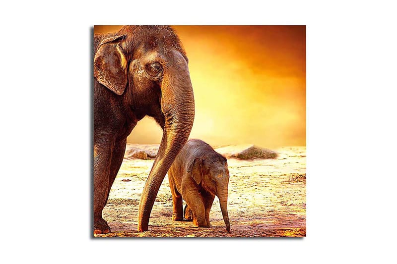 Canvastavla Animal Flerfärgad - 45x45 cm - Inredning - Tavlor & posters - Canvastavla