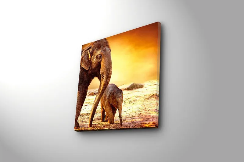 Canvastavla Animal Flerfärgad - 45x45 cm - Inredning - Tavlor & posters - Canvastavla