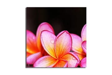 Canvastavla Animal Flerfärgad - 45x45 cm - Inredning - Tavlor & posters - Canvastavla