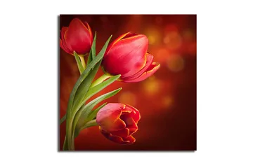 Canvastavla Animal Flerfärgad - 45x45 cm - Inredning - Tavlor & posters - Canvastavla