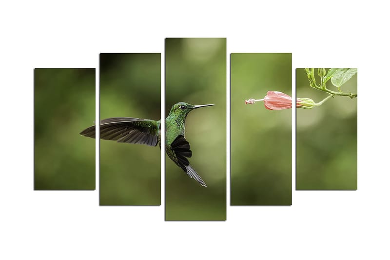 Canvastavla Animals 5-pack Flerfärgad - 20x60 cm - Inredning - Tavlor & posters - Canvastavla