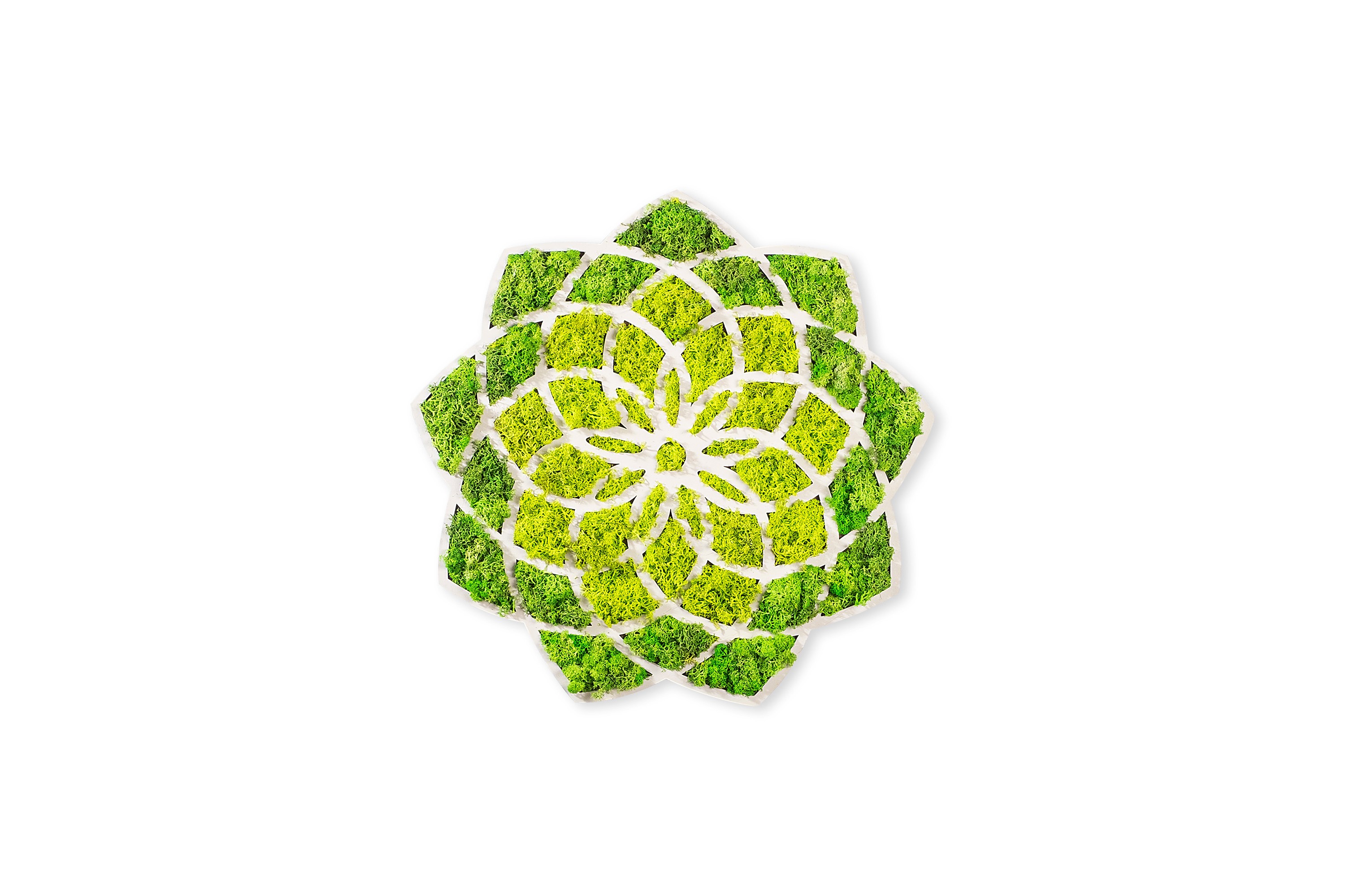 Canvastavla Daisy 44x44 cm