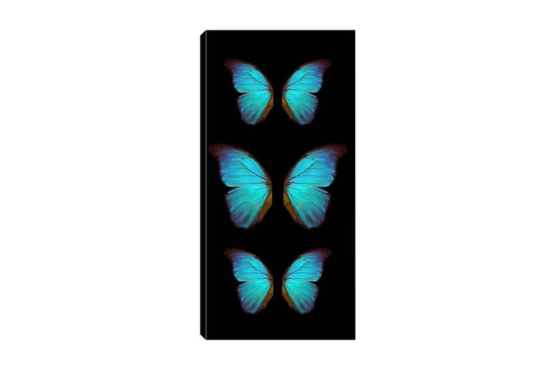 Canvastavla DKY Animals Flerfärgad - 50x120 cm - Inredning - Tavlor & posters - Canvastavla