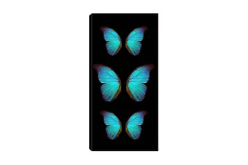 Canvastavla DKY Animals Flerfärgad - 50x120 cm - Inredning - Tavlor & posters - Canvastavla