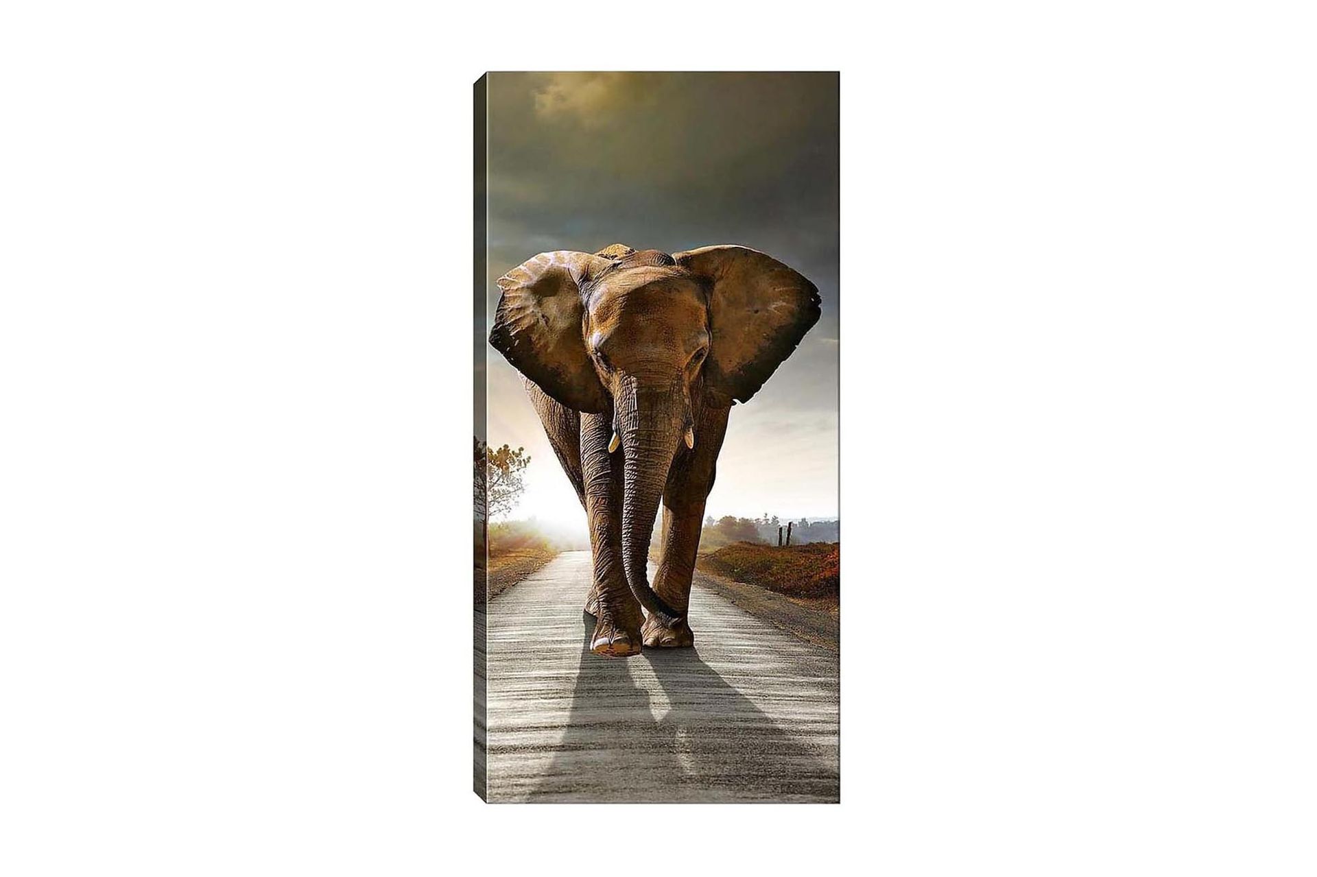 Canvastavla DKY Animals Flerfärgad - 50x120 cm