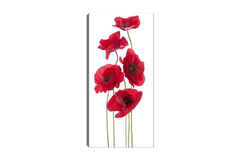 Canvastavla DKY Floral & Botanical Flerfärgad - 50x120 cm - Inredning - Tavlor & posters - Canvastavla