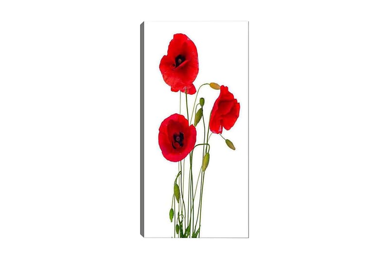 Canvastavla DKY Floral & Botanical Flerfärgad - 50x120 cm - Inredning - Tavlor & posters - Canvastavla
