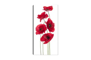 Canvastavla DKY Floral & Botanical Flerfärgad - 50x120 cm - Inredning - Tavlor & posters - Canvastavla