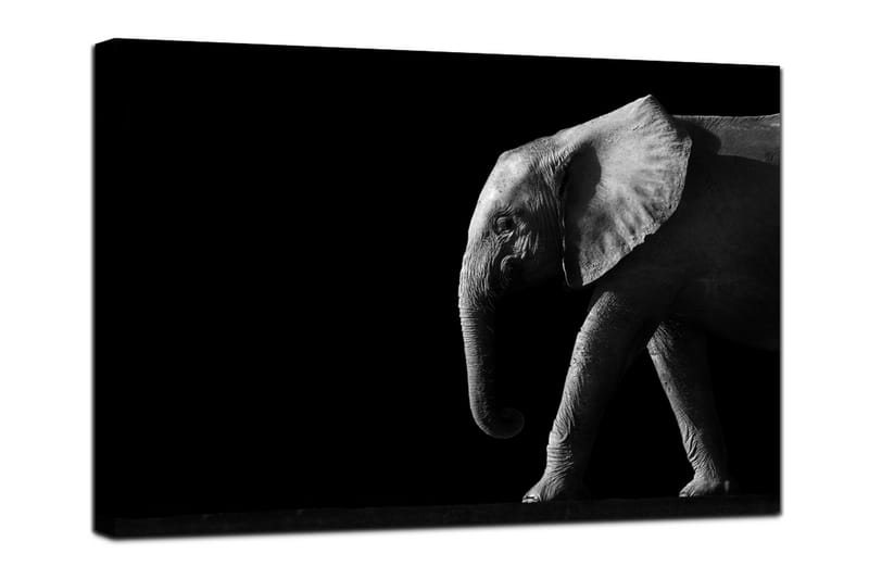 Canvastavla Elephant Black - 75x100 - Canvastavla