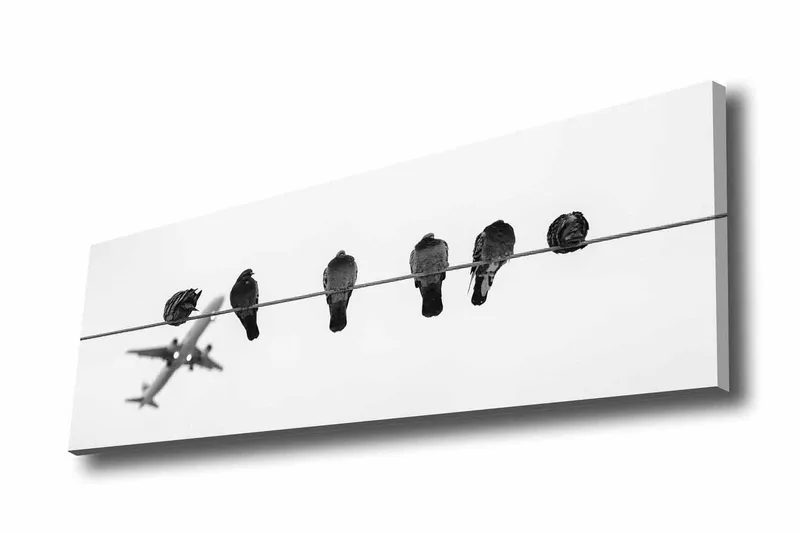 Canvastavla - F åglar på en ledning med ett flygplan i bakgrunden, Svart / Vitt