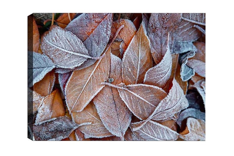 Canvastavla - Frostiga höstlöv i varma nyanser - Orange / Grå / Vit - Inredning - Tavlor & posters - Canvastavla