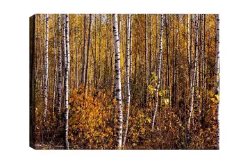 Canvastavla - Höstlig skog med björkar och gyllene löv - Guld / Vit / Brun - Inredning - Tavlor & posters - Canvastavla