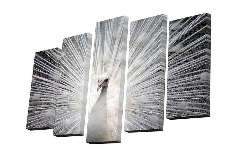 Canvastavla i 5 delar 82x50 cm - Vit påfågel med utslagna fjädrar - Vit / Grå - Inredning - Tavlor & posters - Canvastavla