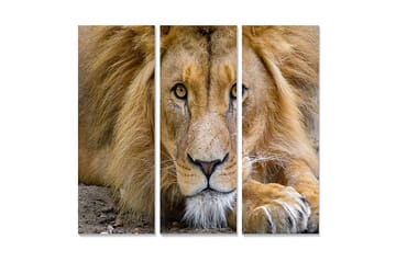 Canvastavla i trä 3-delar 50x70 cm - Storslagen lejonhuvud med intensiva ögon - Guld / Brun / Beige - Inredning - Tavlor & posters - Canvastavla