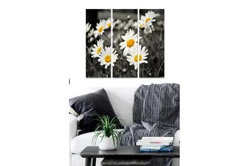 Canvastavla i trä 3-delar 50x70 cm - Svartvitt fotografi av prästkragar med gula mittar - Vitt / Gult / Svart - Inredning - Tavlor & posters - Canvastavla