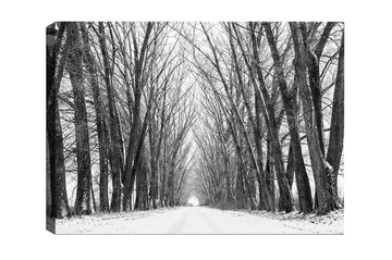 Canvastavla - Karg allé av nakna träd i vinterlandskap - Svart / Vitt / Grått - Inredning - Tavlor & posters - Canvastavla