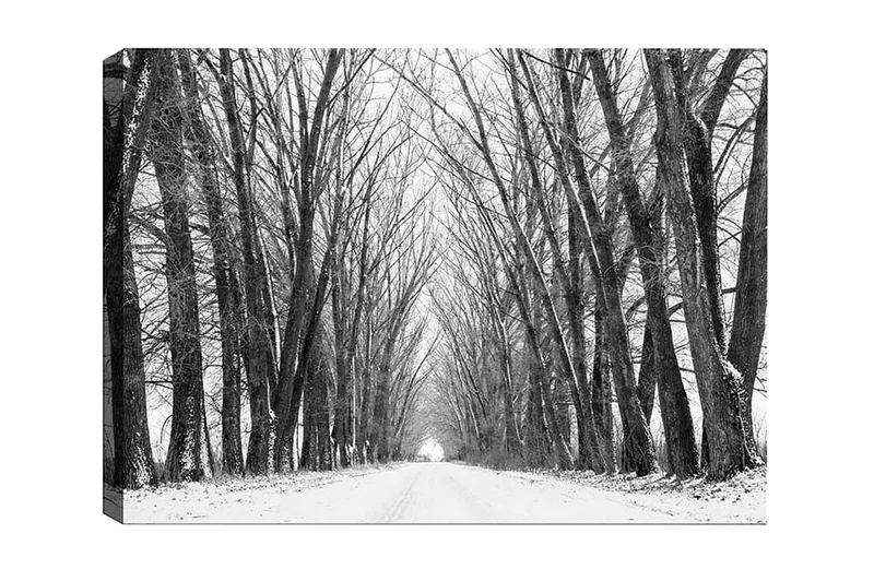 Canvastavla - Karg all é av nakna träd i vinterlandskap, Svart / Vitt / Grått