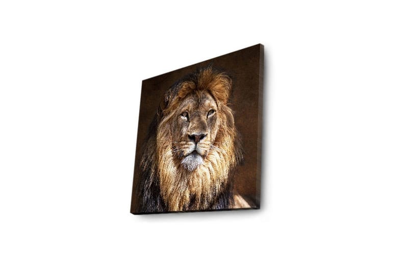 Canvastavla med LED-belysning 40x40 cm - Majestätisk lejonhuvud med detaljerad man och uttrycksfulla ögon - Guld / Brun / Beige - Inredning - Tavlor & posters - Canvastavla