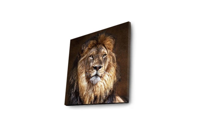 Canvastavla med LED-belysning 40x40 cm - Majestätisk lejonhuvud med detaljerad man och uttrycksfulla ögon - Guld / Brun / Beige - Inredning - Tavlor & posters - Canvastavla