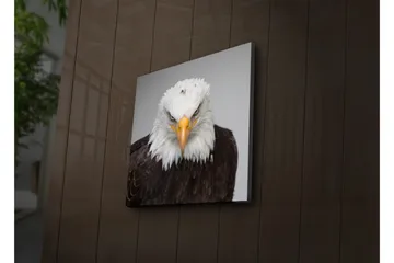 Canvastavla med LED-belysning 40x40 cm - Ståtlig havsörn med intensiv blick - Vit / Brun / Orange - Inredning - Tavlor & posters - Canvastavla