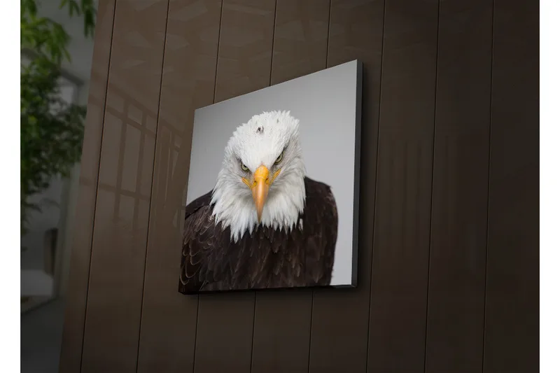 Canvastavla med LED-belysning 40x40 cm - Ståtlig havsörn med intensiv blick - Vit / Brun / Orange - Inredning - Tavlor & posters - Canvastavla