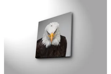 Canvastavla med LED-belysning 40x40 cm - Ståtlig havsörn med intensiv blick - Vit / Brun / Orange - Inredning - Tavlor & posters - Canvastavla