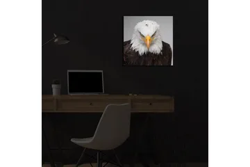 Canvastavla med LED-belysning 40x40 cm - Ståtlig havsörn med intensiv blick - Vit / Brun / Orange - Inredning - Tavlor & posters - Canvastavla