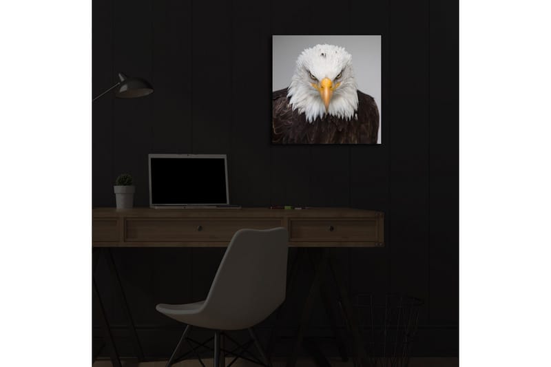 Canvastavla med LED-belysning 40x40 cm - Ståtlig havsörn med intensiv blick - Vit / Brun / Orange - Inredning - Tavlor & posters - Canvastavla