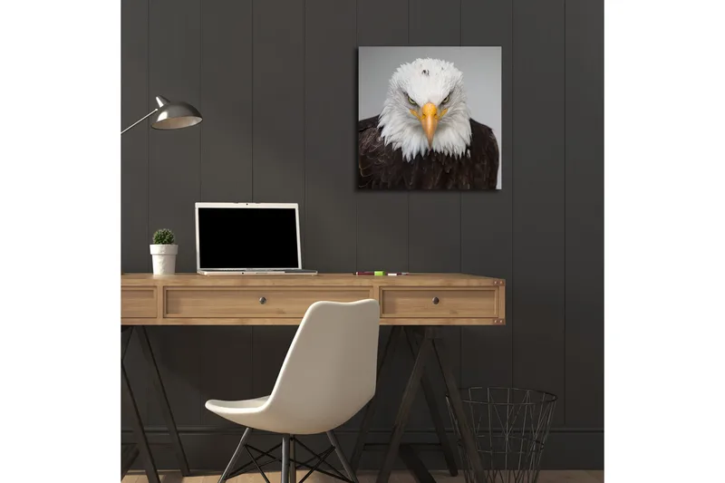 Canvastavla med LED-belysning 40x40 cm - Ståtlig havsörn med intensiv blick - Vit / Brun / Orange - Inredning - Tavlor & posters - Canvastavla