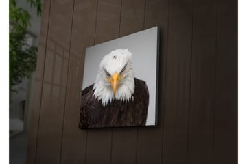Canvastavla med LED-belysning 40x40 cm - Ståtlig havsörn med intensiv blick - Vit / Brun / Orange - Inredning - Tavlor & posters - Canvastavla