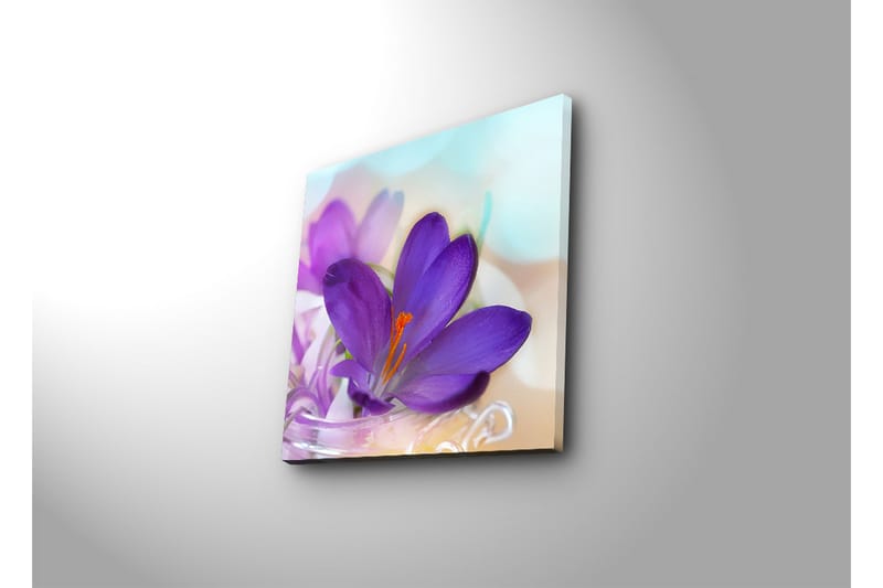 Canvastavla med LED-belysning 40x40 cm - Vacker krokusblomma i lila nyanser - Lila / Orange / Grön - Inredning - Tavlor & posters - Canvastavla