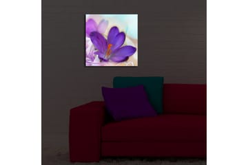 Canvastavla med LED-belysning 40x40 cm - Vacker krokusblomma i lila nyanser - Lila / Orange / Grön - Inredning - Tavlor & posters - Canvastavla