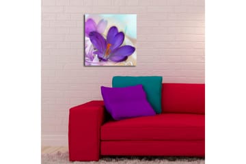 Canvastavla med LED-belysning 40x40 cm - Vacker krokusblomma i lila nyanser - Lila / Orange / Grön - Inredning - Tavlor & posters - Canvastavla