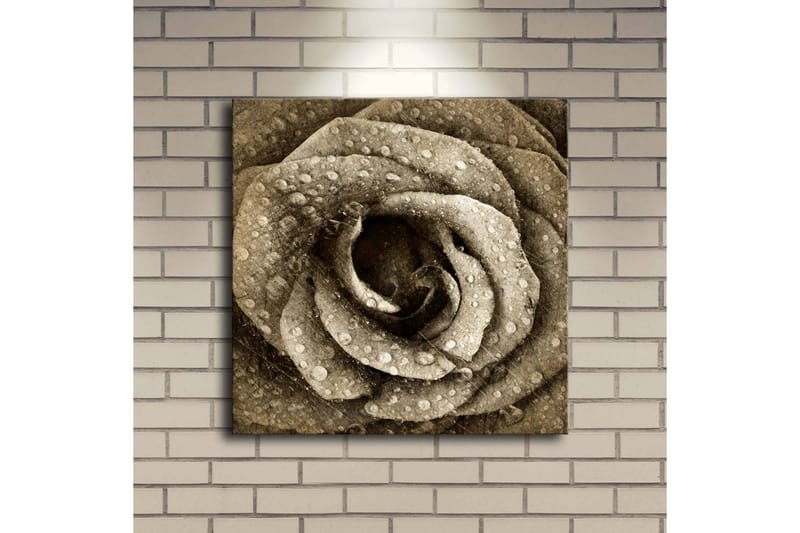 Canvastavla med LED-belysning 40x40 cm - Vacker ros med droppar av vatten - Beige / Brun / Grå - Inredning - Tavlor & posters - Canvastavla