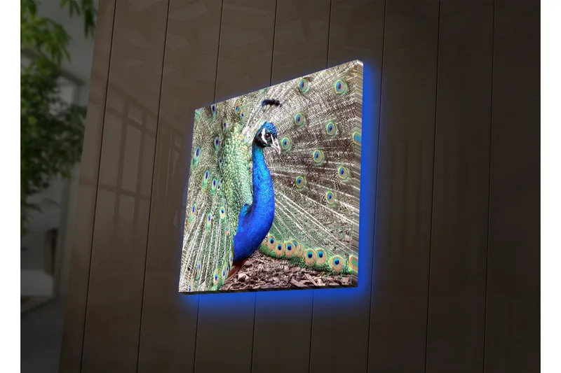 Canvastavla med LED-belysning 40x40 cm - Praktfull påfågel med utbrett stjärtfjäderdräkt - Blå / Grön / Brun - Inredning - Tavlor & posters - Canvastavla