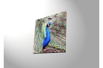 Canvastavla med LED-belysning 40x40 cm - Praktfull påfågel med utbrett stjärtfjäderdräkt - Blå / Grön / Brun - Inredning - Tavlor & posters - Canvastavla