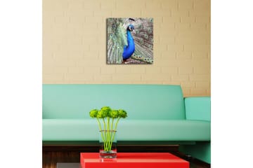 Canvastavla med LED-belysning 40x40 cm - Praktfull påfågel med utbrett stjärtfjäderdräkt - Blå / Grön / Brun - Inredning - Tavlor & posters - Canvastavla