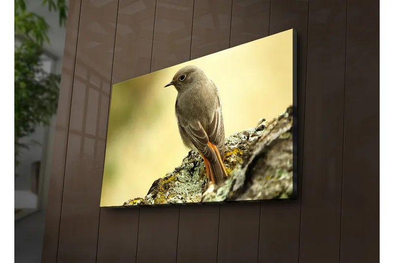 Canvastavla med LED-belysning 45x70 cm - Fågel som sitter på en sten med en mjuk bakgrund - Grå / Orange / Beige - Inredning - Tavlor & posters - Canvastavla