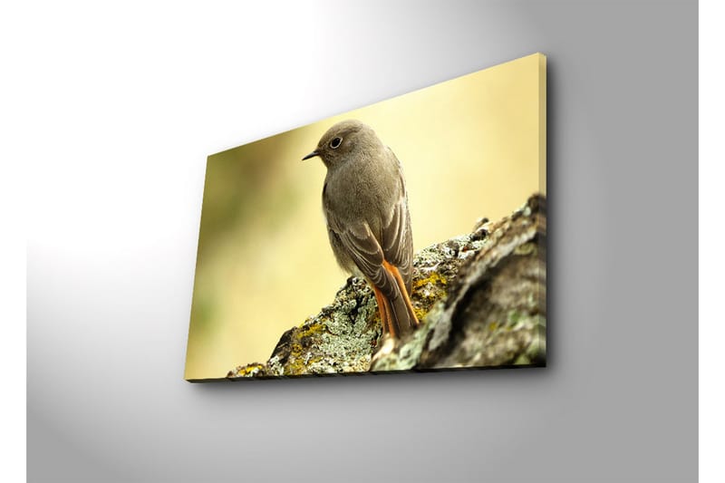 Canvastavla med LED-belysning 45x70 cm - Fågel som sitter på en sten med en mjuk bakgrund - Grå / Orange / Beige - Inredning - Tavlor & posters - Canvastavla